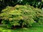 Preview: Sehr schöne Solitärpflanze von Acer japonicum Aconitifolium
