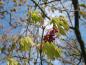 Preview: Flikbladig solfjäderslönn Aconitifolium, Acer japonicum Aconitifolium