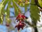 Preview: Nahaufnahe der hübschen roten Blüte des Japanischen Feuerahorns