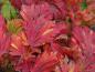 Preview: Facettenreiche rote Herbstfärbung bei Acer japonicum Aconitifolium