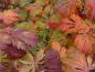 Preview: Acer japonicum Aconitifolium im roten Herbstkleid