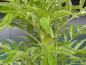 Preview: Sambucus nigra Monstrosa