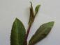 Preview: Triebspitze von Salix arctica var. petraea
