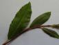 Preview: Salix arctica var. petraea: Sommerlaub