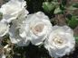 Preview: Kleine perlweiße Blüten schmückt die Rose Margaret Merril