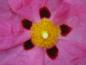 Preview: Nahaufnahme der Blüte von Cistus purpureus