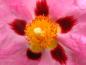 Preview: Rosa Blüte mit dunkelroten Basalflecken und auffälligen gelben Staubblättern - Cistus purpureus
