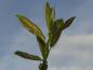Preview: Salix piperi im Sommerlaub