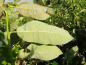 Preview: Die helle Blattunterseite von Salix piperi