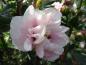Preview: Sommerliche Blüte des Hibiskus Lady Stanley: hellrosa und gefüllt