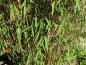 Preview: Fargesia nitida Jiuzhaigou 1 - grüne Blätter und rötliche Halme