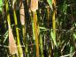 Preview: Roter Bambus - Triebe im Frühjahr