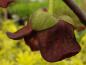 Preview: Lilarote Blüte in Nahaufnahme - Indianerbanane (Asimina triloba Sunflower)