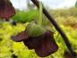 Preview: Dunkelrote Blütenpracht: Papau (Asminia triloba Sunflower)