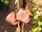 Preview: Purpurfarbene Blüten der Asimina triloba Sunflower