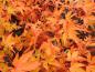 Preview: Herbstlaub von Acer palmatum Sangokaku