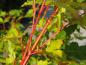 Preview: Typische Rinde bei Acer palmatum Sangokaku