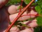 Preview: Acer palmatum Sangokaku: Die rote Rinde ist typisch für diese Sorte