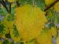 Preview: Herbstlaub bei Populus tremula Erecta