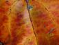 Preview: Die Herbstfärbung von Populus tremula Erecta bringt auch rot-orange Farbtöne hervor