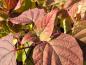 Preview: Clerodendrum trichotomum mit Herbstfärbung