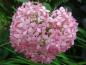 Preview: Rosa Blüte von Hydrangea arborescens Invincibelle