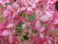 Preview: Hydrangea arborescens Invincibelle, Vidjehortensia Invincibelle, Hydrangea arborescens Pink Annabelle, Vidjehortensia Pink Annabelle
