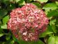 Preview: Blüte von Hydrangea arborescens Invicibelle