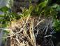 Preview: Salix herbacea