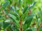 Preview: Salix arctica Yalta: Triebspitze