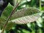 Preview: Salix hungarica, Blatt im Austrieb