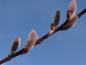 Preview: Salix saxatilis