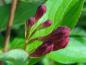 Preview: Dunkelrote Blütenknospen der Weigelie Newport Red