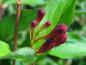 Preview: Rote Blütenknospe der Weigelie Newport Red