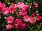 Preview: Blüten der Bodendeckerrose The Fairy Dark Pink