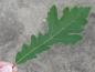 Preview: Quercus macrocarpa