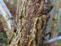Preview: Quercus macrocarpa