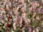 Preview: Cornus alba Aurea mit Herbstfärbung