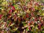 Preview: Mit beginnender Herbstfärbung: Cornus alba Aurea