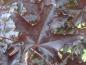 Preview: Das Laub von Acer platanoides Royal Red