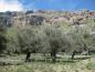 Preview: Spanische Olivenbäume - Wuchsform