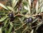 Preview: Oliven, die Früchte des Ölbaumes