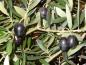 Preview: Die Früchte der Olive