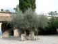 Preview: Alter Olivenbaum als Zierpflanze im Kloster De Lluc