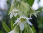 Preview: Nahaufnahme der Blüte von Oemleria cerasiformis