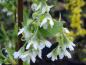 Preview: Die Blütendolde der Oregon-Pflaume (Oemleria cerasiformis)