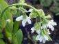 Preview: Die Kelch- u. Blütenblätter der Oemleria cerasiformis