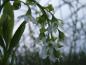Preview: Die bogig hängende Blütentraube der  Oemleria cerasiformis oder Oregon-Pflaume