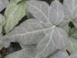 Preview: Hedera helix Shamrock