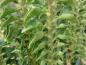 Preview: Das immergrüne Laub von Hedera helix Erecta